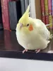 Profile picture for user オカメインコ　ルチノー