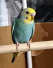 Profile picture for user セキセイインコのせっちゃん