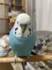Profile picture for user セキセイインコのピッチ