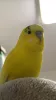 Profile picture for user Popomaki