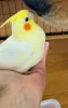 Profile picture for user ももももも