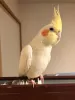 Profile picture for user オカメインコ ムーンちゃん