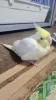 Profile picture for user 鳥Loveちゃん