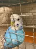 Profile picture for user 探し鳥