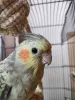Profile picture for user おかめのいちご