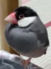 Profile picture for user 心香