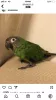 Profile picture for user シモフリインコ 鳥 を探しています