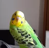 Profile picture for user キキつっつ