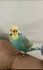 Profile picture for user achu6928