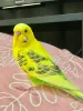 Profile picture for user トリナナ