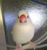 Profile picture for user NoLifeNoBird