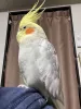 Profile picture for user かわいあ