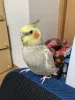 Profile picture for user ももの飼い主
