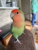 Profile picture for user チャチャモモピグ