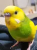 Profile picture for user はなちゃんあおちゃん