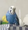 Profile picture for user 迷いインコを探してます