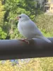 Profile picture for user 白文鳥のイチゴを探してます