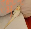 Profile picture for user ぴーなちゃん