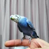 Profile picture for user KOGURE