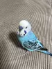 Profile picture for user mameta_65