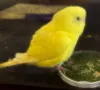 Profile picture for user インコヒロッタ