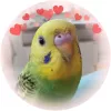 Profile picture for user チッチ大好き