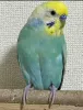 Profile picture for user MiyuuyiM