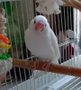 Profile picture for user しげる　文鳥