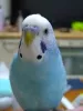 Profile picture for user とりちゅん