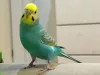 Profile picture for user 虹色インコ