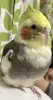 Profile picture for user うえの