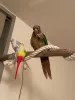 Profile picture for user ウロコインコ探してます