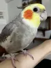 Profile picture for user ピーくんの飼主