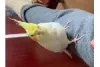 Profile picture for user オカメインコのたまちゃん