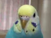 Profile picture for user ノンちゃん
