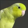 Profile picture for user 大福