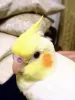 Profile picture for user おーちゃん