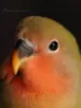 Profile picture for user ZERO