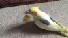 Profile picture for user クピルン