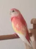 Profile picture for user 無類の鳥好き