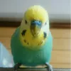 Profile picture for user ピーちゃんといいます。