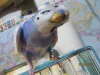 Profile picture for user Uechi