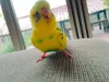 Profile picture for user cherry
