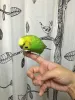 Profile picture for user 緑のインコ