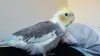 Profile picture for user ゆきオカメインコ