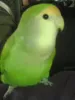 Profile picture for user manpuku
