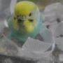 保護鳥の画像