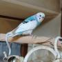 保護鳥の画像