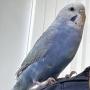 保護鳥の画像