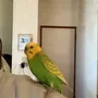 保護鳥の画像